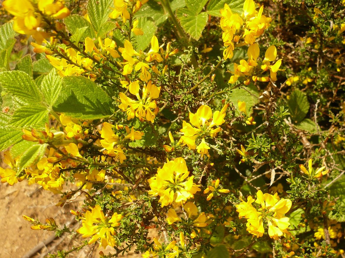 Genista pilosa subsp. pilosa (Fabaceae)